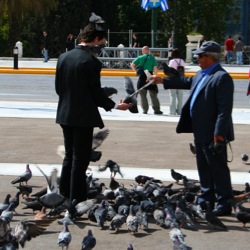 Pigeons