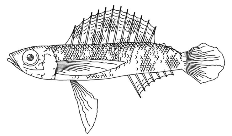 fishdraw logo or screenshot